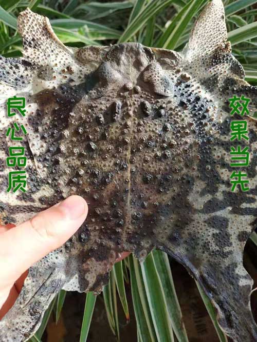 优质天然蟾蜍皮